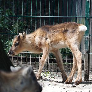 Domestic reindeer calf (Rangifer tarandus domesticus), 2024-06-08