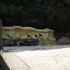 Construction of new African penguin exhibit (Since finished and recently opened), 2024-06-08