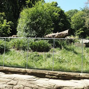 First Tasmanian devil exhibit, 2024-06-08