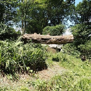 First Tasmanian devil exhibit, 2024-06-08