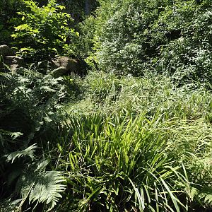 First Tasmanian devil exhibit, 2024-06-08