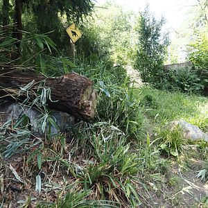 Second Tasmanian devil exhibit, 2024-06-08