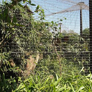 Congo African grey parrot aviary, 2024-06-08
