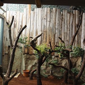 First koala exhibit, 2024-06-08
