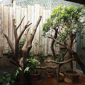 Second koala exhibit, 2024-06-08