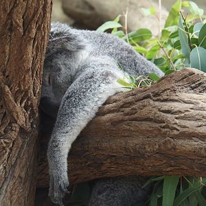 Koala (Phascolarctos cinereus), 2024-06-08