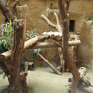 Koala, South-east Australian short-beaked echidna and Western woylie exhibit, 2024-06-08