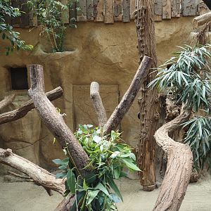 Koala, South-east Australian short-beaked echidna and Western woylie exhibit, 2024-06-08