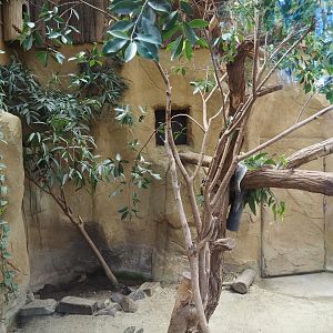 Koala, South-east Australian short-beaked echidna and Western woylie exhibit, 2024-06-08