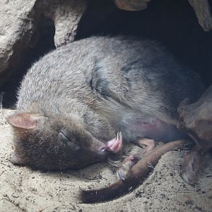 Western woylie (Bettongia penicillata ogilbyi), 2024-06-08