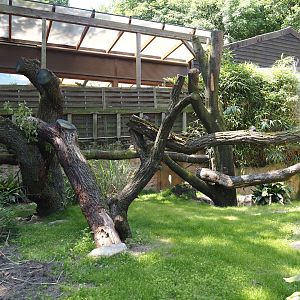 Common wombat exhibit, 2024-06-08