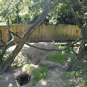 Common wombat, South-east Australian short-beaked echidna and seasonal koala outdoor exhibit, 2024-06-08