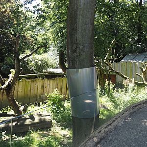 Common wombat, South-east Australian short-beaked echidna and seasonal koala outdoor exhibit, 2024-06-08