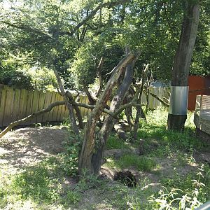 Common wombat, South-east Australian short-beaked echidna and seasonal koala outdoor exhibit, 2024-06-08