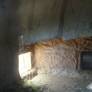 Viewable common wombat den, 2024-06-08