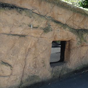 Viewable common wombat den, 2024-06-08