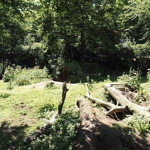 Common wombat exhibit, 2024-06-08