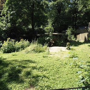 Common wombat exhibit, 2024-06-08