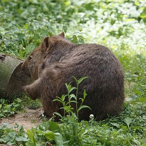 Common wombat (Vombatus ursinus hirsutus), 2024-06-08