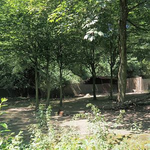 Red-necked wallaby exhibit, 2024-06-08