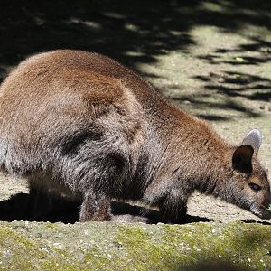 Red-necked wallaby (Notamacropus rufogriseus), 2024-06-08