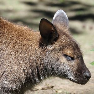 Red-necked wallaby (Notamacropus rufogriseus), 2024-06-08