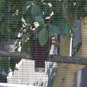 Thoughts on Species?