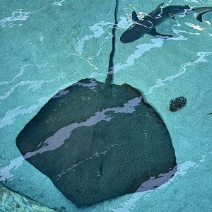 Reticulate whipray (H. uarnak) and gray reef shark (C. amblyrhrynchos) at Shark Lagoon