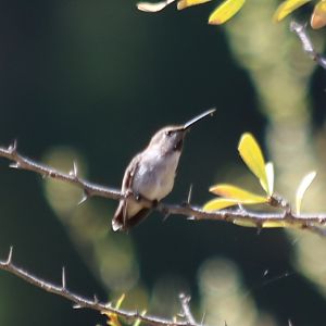 Black-chinned? Hummingbird (Wild)