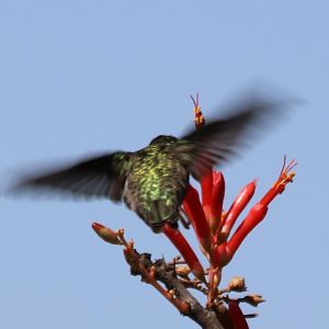Costa's Hummingbird (Wild)
