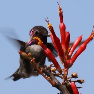 Costa's Hummingbird (Wild)