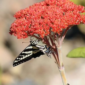 Swallowtail Butterfly (wild)