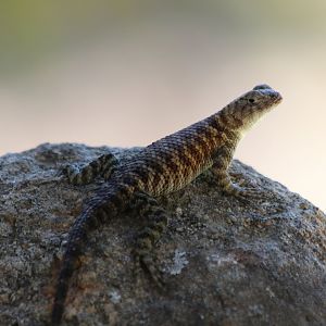 Western Fence Lizard (wild)