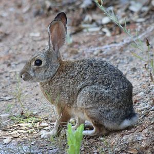 Desert Cottontail (wild)
