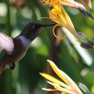 Allen's Hummingbird (Wild)