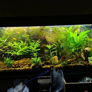 Community tank