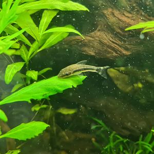 Dwarf otocinclus
