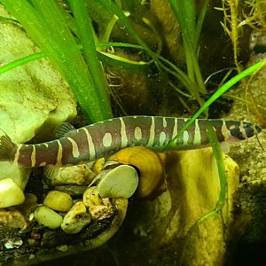 Myer's loach