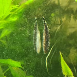 Borneo hillstream loach