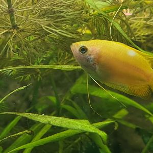 Honey gourami
