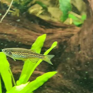 Leopard danio