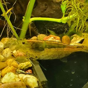 Amano shrimp