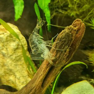 Amano shrimp (fresh molt)