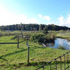 Binturong ans Indochinese smooth-coated otter habitat 121024