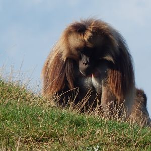 Simien Mountains - Gelada 121024