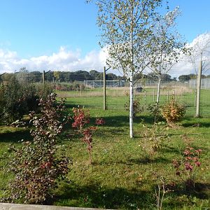 Experience Ethiopia - Spotted hyena exhibit 121024