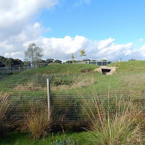 Experience Ethiopia - Spotted hyena exhibit 121024