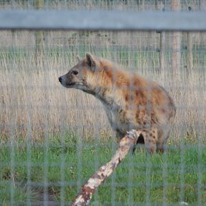 Experience Ethiopia - Spotted hyena 121024