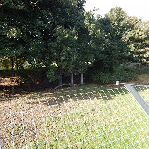 Land of the Tiger - Siberian tiger habitat 121024