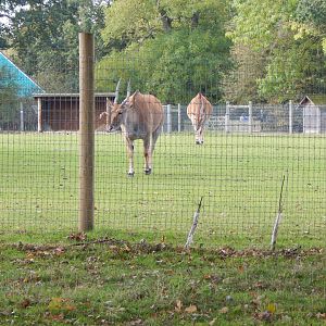 Into Africa - Common eland 121024